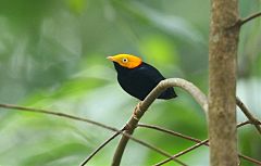 Golden-headed Manakin